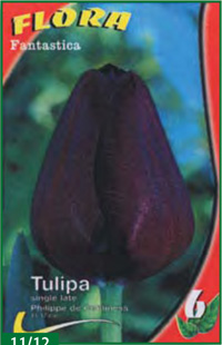 Single Late Tulips 