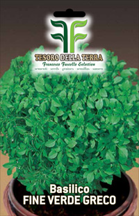 Basilic fin vert Grec